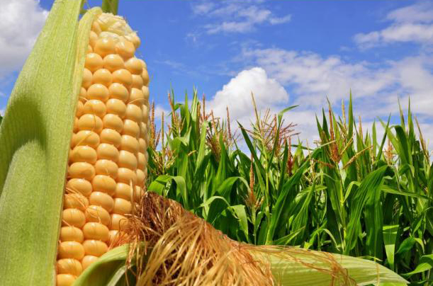 Yellow Corn